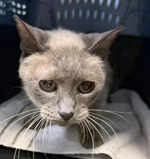 A senior small-sized female Siamese cat named Stella for adoption in San Diego, CA