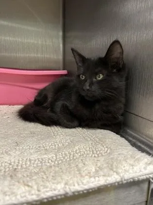 A baby medium-sized female Exotic Shorthair cat named Countess Fluffula for adoption in Picayune, MS