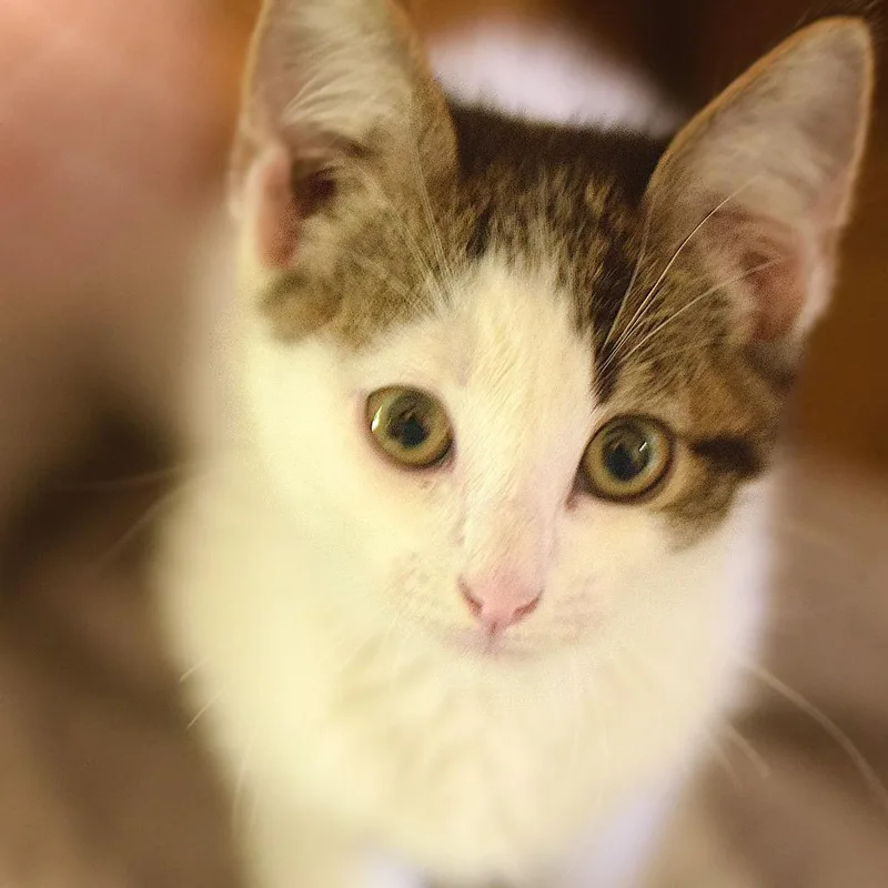 A baby small-sized male White Domestic Short Hair cat named Butter for adoption in Belleville, IL