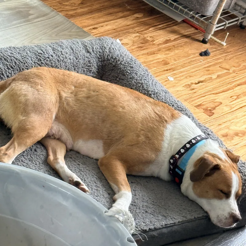An adult medium-sized female Red / Chestnut / Orange Boxer dog named Navia for adoption in Columbia, MD