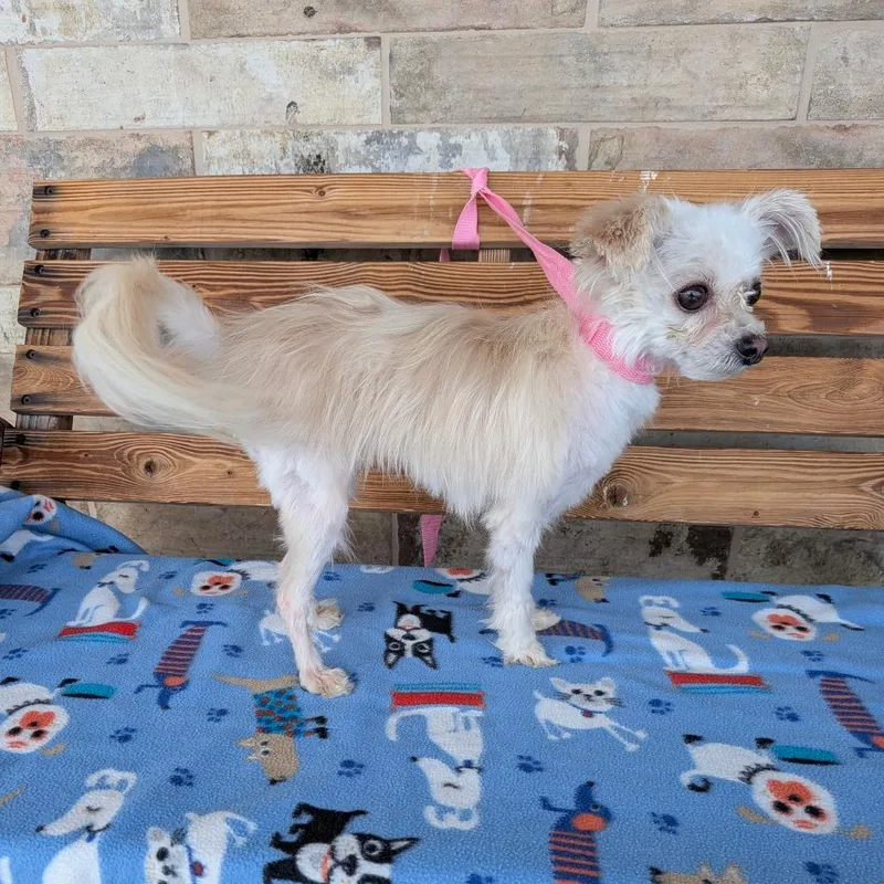 An adult small-sized female White / Cream Maltese dog named Sylkie for adoption in Chico, CA