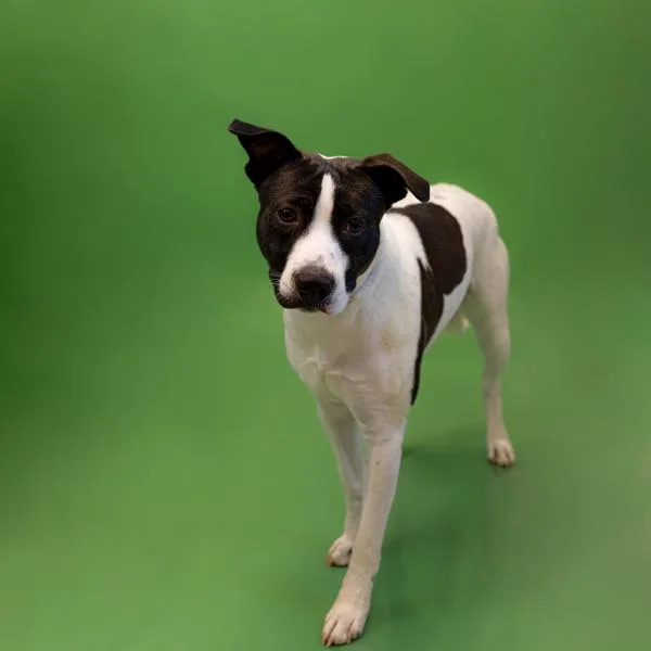 Pen  Kipper thumbnail 2