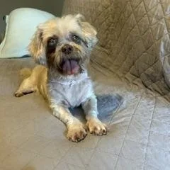 A senior small-sized female Apricot / Beige Shih Tzu dog named Elsie for adoption in North Little Rock, AR