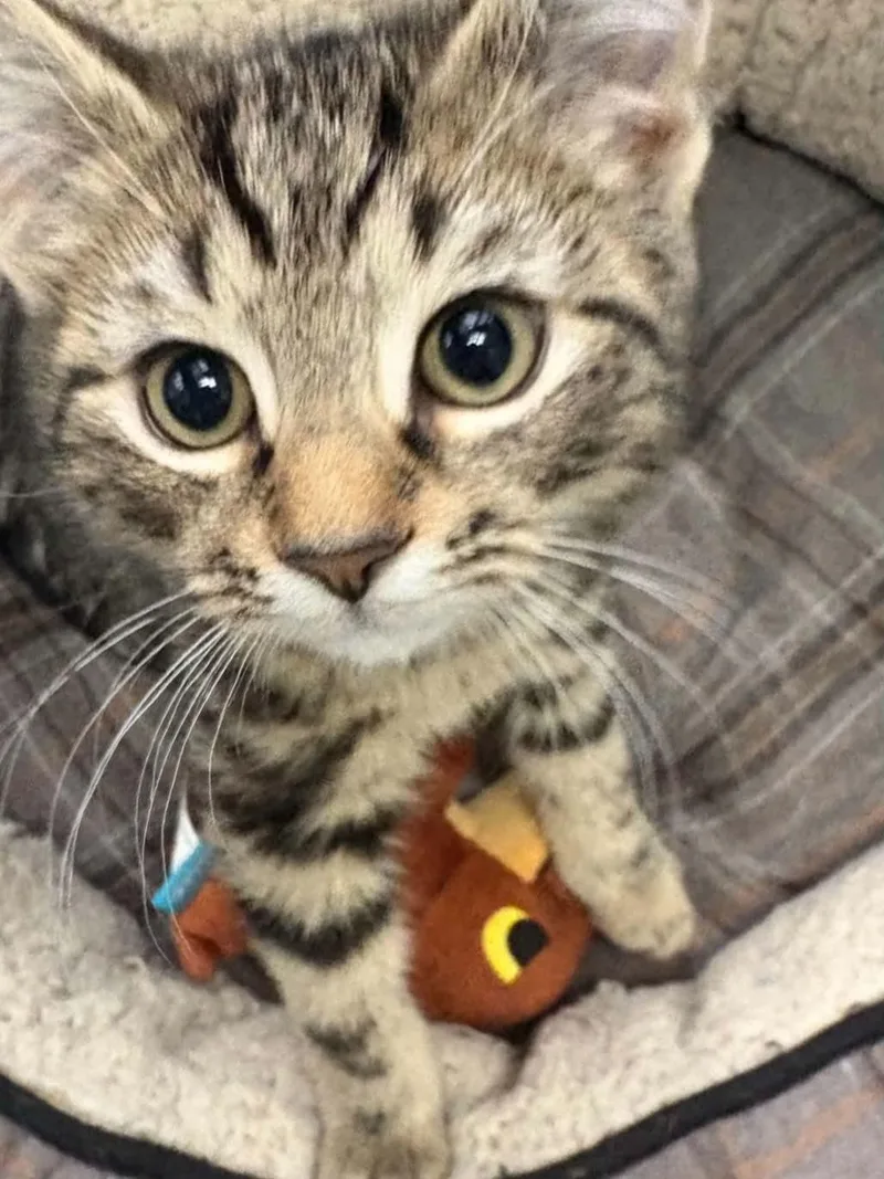A young medium-sized male Domestic Short Hair cat named Teddy for adoption in Covington, VA