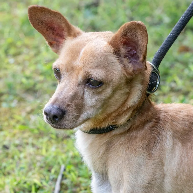 An adult small-sized male Yellow / Tan / Blond / Fawn Chihuahua dog named Chase for adoption in Bartlett, TN