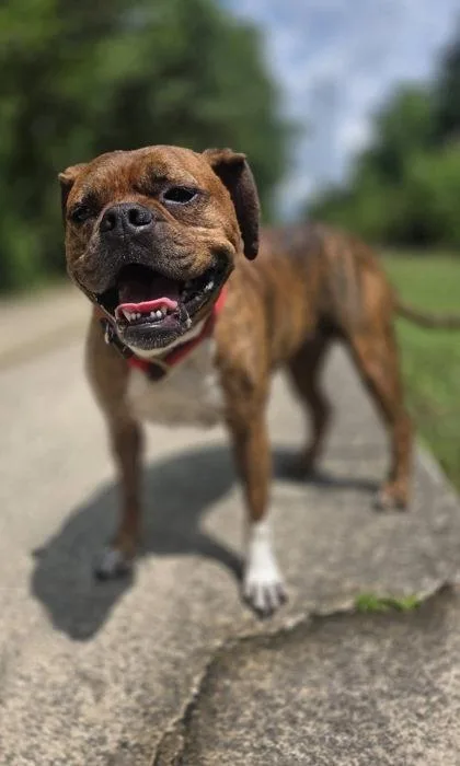 An adult medium-sized female Boxer dog named Mclovin for adoption in Palm Coast, FL