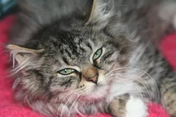 Tabby