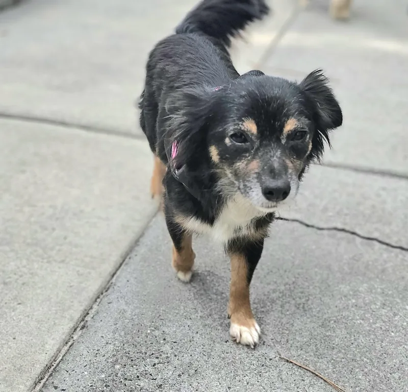A young small-sized female Black Shetland Sheepdog / Sheltie dog named Maddie for adoption in Weeki Wachee, FL