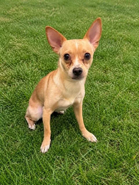 A young medium-sized male Chihuahua dog named Honey for adoption in Lancaster, CA