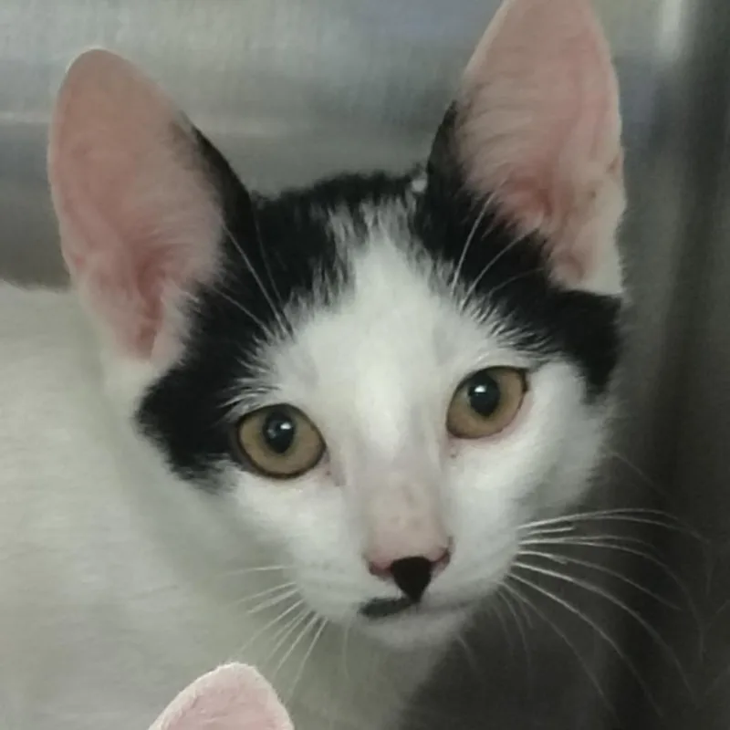 A baby small-sized male Domestic Short Hair cat named Mambo for adoption in Vieques, PR
