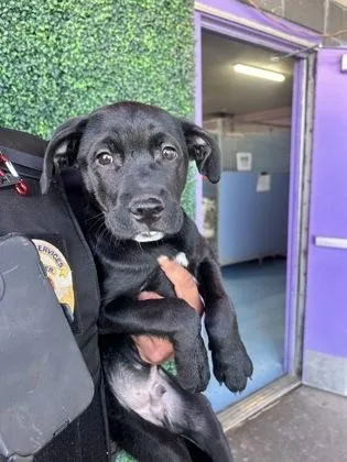 A baby large-sized male Black Retriever dog named 60823315 for adoption in El Paso, TX