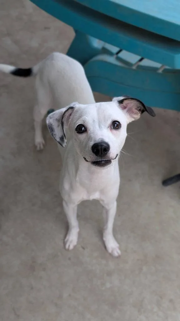 A baby small-sized female Chihuahua dog named Bean for adoption in New Bern, NC
