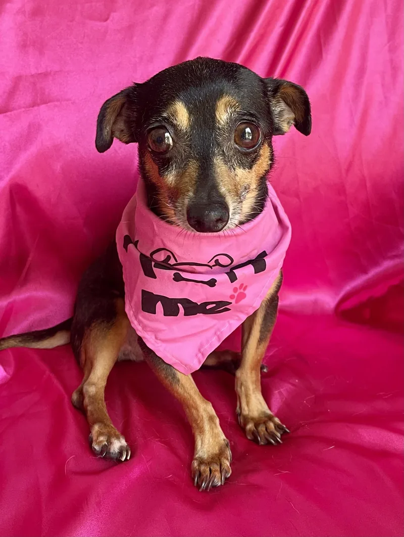 A senior small-sized female Black Miniature Pinscher dog named Emmy for adoption in Rowland Heights, CA