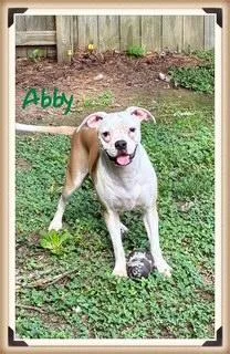 A young medium-sized female Apricot / Beige Mixed Breed dog named Abby for adoption in Farmingdale, NY