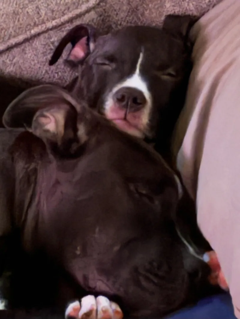A baby medium-sized male Pit Bull Terrier dog named Jonathan for adoption in Oxford, MI