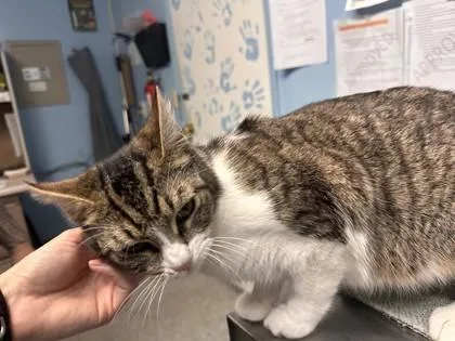 An adult small-sized female Domestic Short Hair cat named Sweets for adoption in Roseville, CA