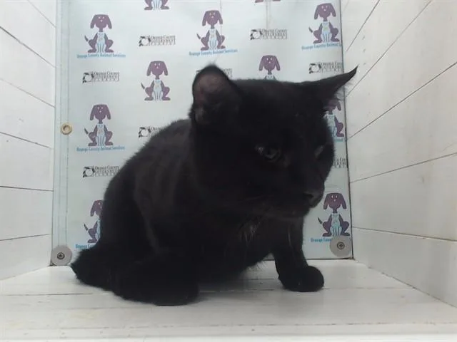 A young small-sized female Domestic Short Hair cat named Mimi for adoption in Orlando, FL