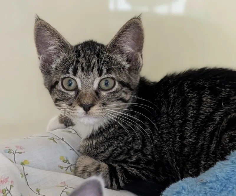 A young medium-sized female Tabby (Tiger Striped) Domestic Short Hair cat named Primrose for adoption in Decatur, IL