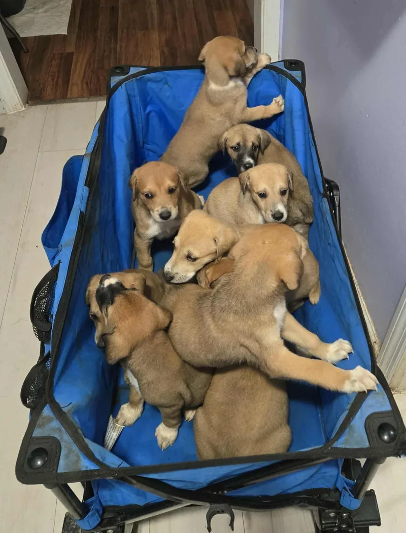 Dobernees Puppies thumbnail 2