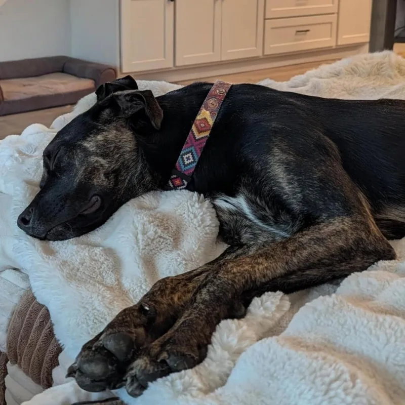 A young medium-sized female Brindle Plott Hound dog named Raisin for adoption in Wimberley, TX