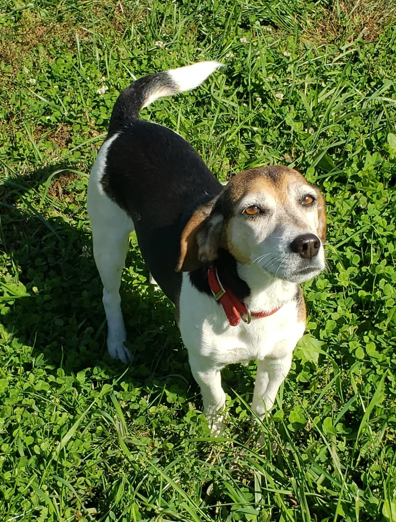 A young small-sized female Tricolor (Brown, Black, & White) Beagle dog named Betty for adoption in Middlebury, IN