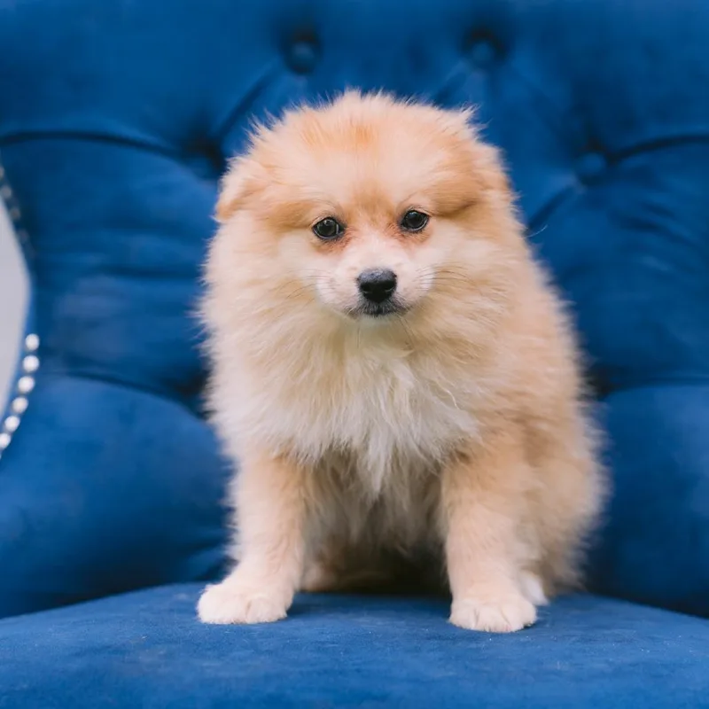 A baby small-sized male Pomeranian dog named Heartsong for adoption in Zionsville, IN