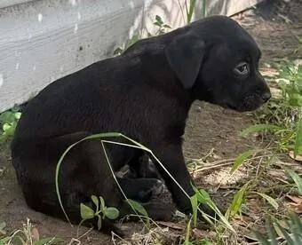 A baby small-sized male Labrador Retriever dog named Sammie for adoption in Dallas, TX