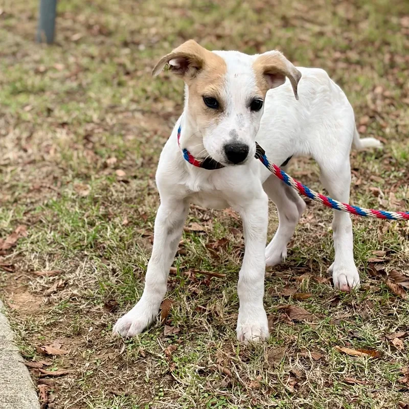 A baby small-sized male Great Pyrenees dog named Jc for adoption in Bastrop, TX