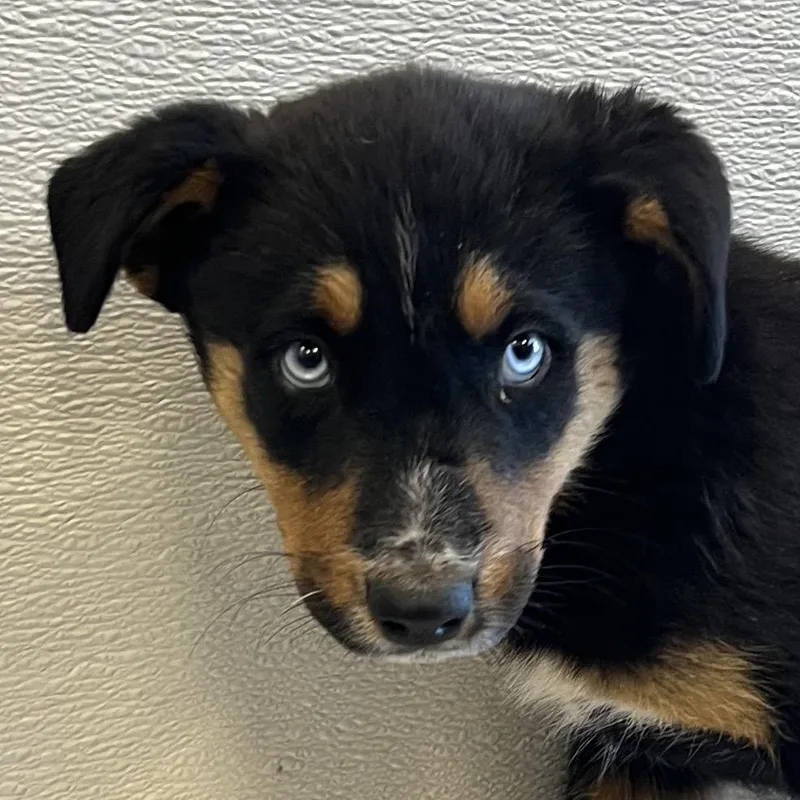 A baby medium-sized female Black Mixed Breed dog named Tulip for adoption in Las Cruces, NM