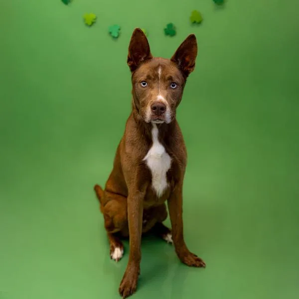 Pen  Sinn thumbnail 2