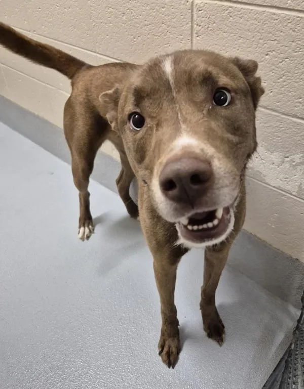 Pen  Sinn thumbnail 3