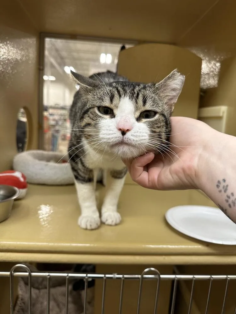 An adult medium-sized male Tabby (Brown / Chocolate) Domestic Medium Hair cat named Peter  Fiv for adoption in East hartford, CT