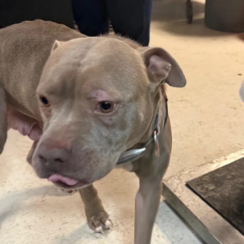 An adult medium-sized female Brown / Chocolate Pit Bull Terrier dog named PollyannaDiamond D for adoption in Corsicana, TX