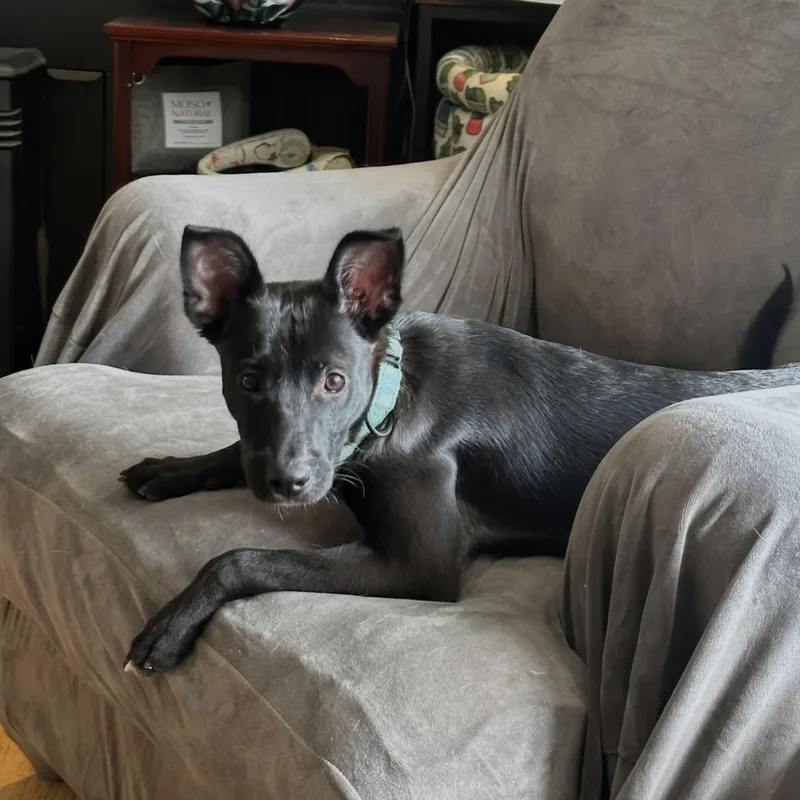A baby medium-sized female Black Labrador Retriever dog named Mia for adoption in Baldwin, MD