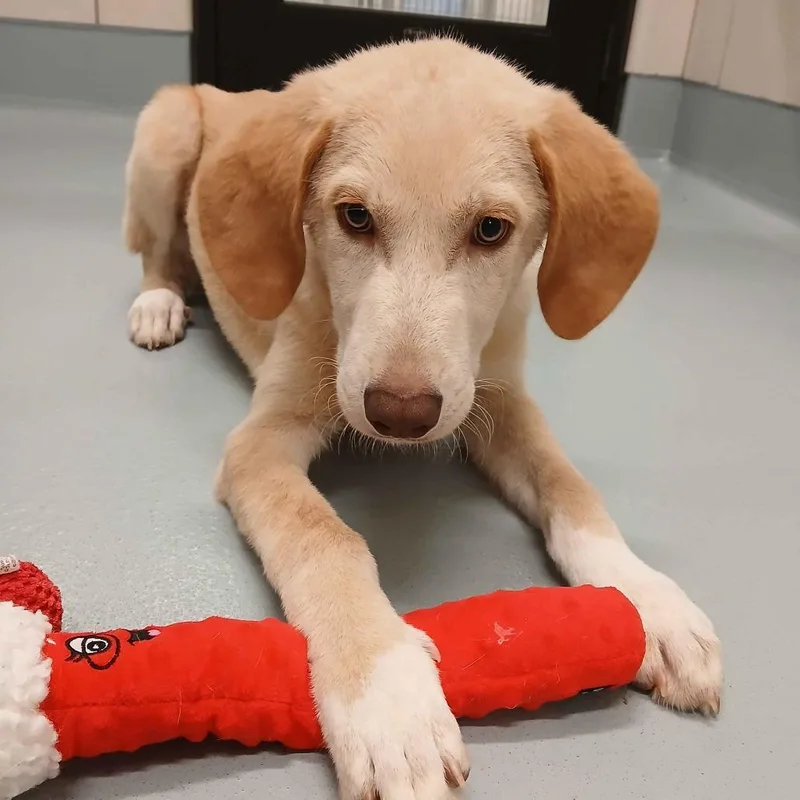 A young medium-sized male Yellow / Tan / Blond / Fawn Retriever dog named Cheese for adoption in Beaumont, TX