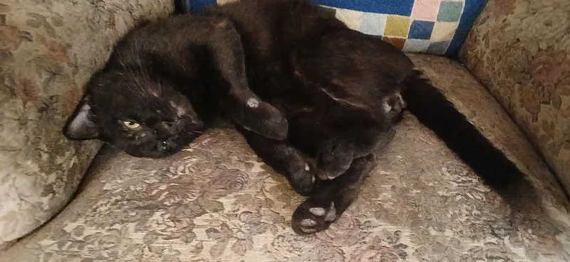 An adult medium-sized male Black Domestic Short Hair cat named Benny for adoption in Roslindale, MA