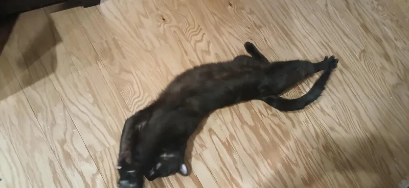 Benny thumbnail 2