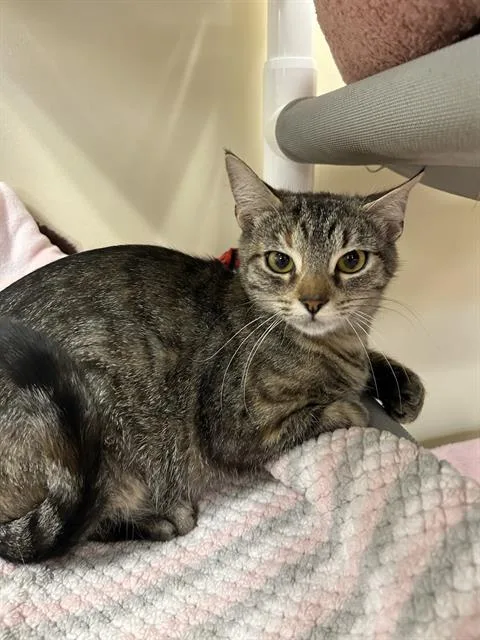 An adult small-sized female Domestic Short Hair cat named Beth for adoption in Aliquippa, PA