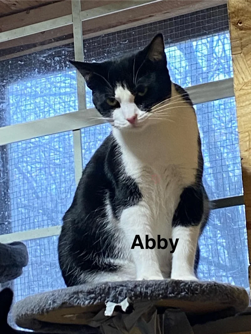 A young medium-sized female Black Domestic Short Hair cat named Abby for adoption in Karns City, PA