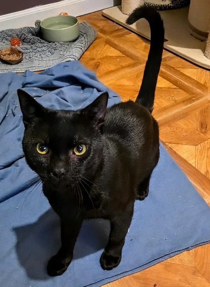 An adult medium-sized male Domestic Short Hair cat named Knuckles for adoption in Trenton, NJ