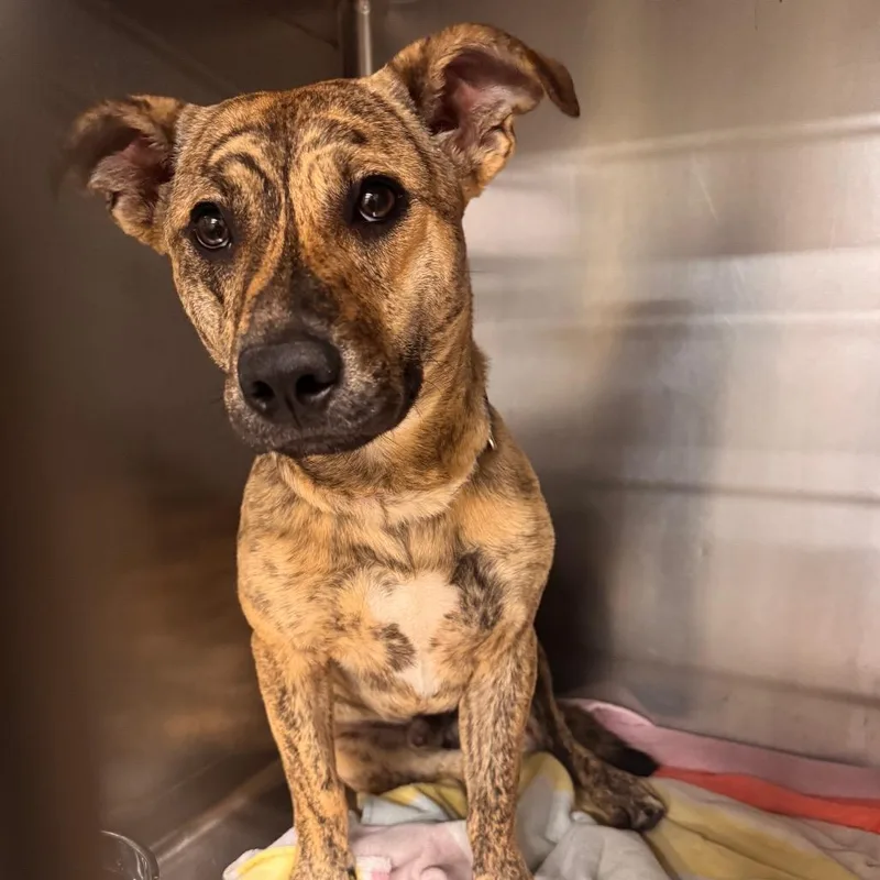 A young small-sized male Brindle Mixed Breed dog named Strayforrestroadschomburgroad for adoption in Columbus, GA