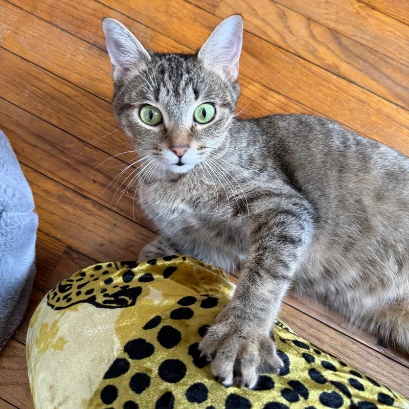 Aphrodite thumbnail 2