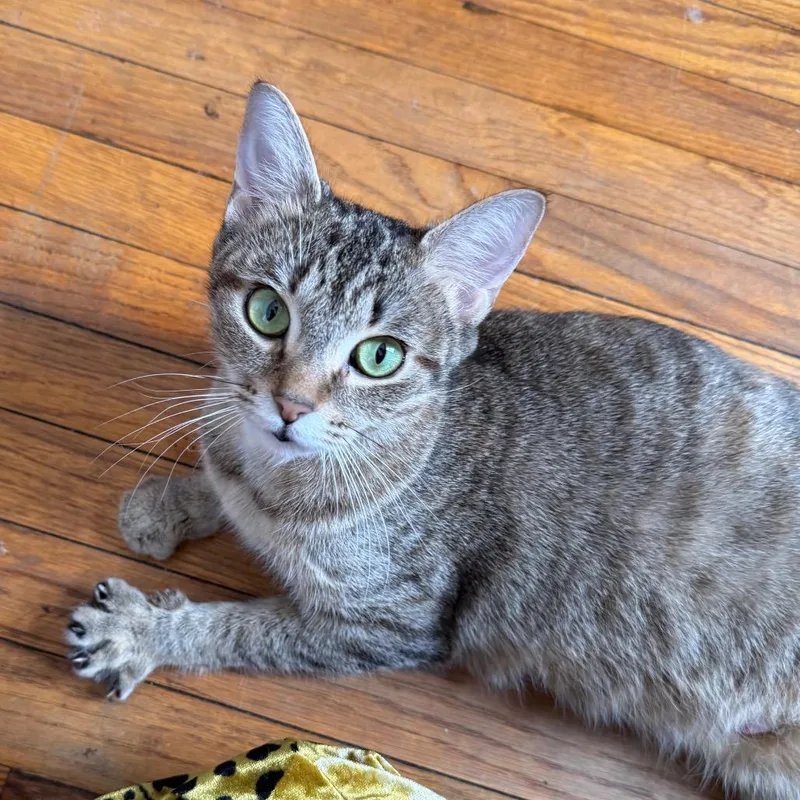 Aphrodite thumbnail 3