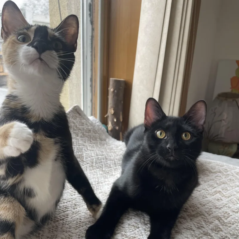 Chornychka  Dozia  thumbnail 2