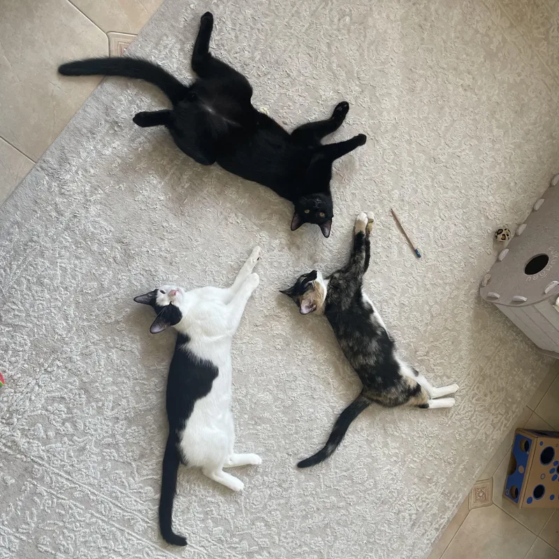 A baby small-sized male Black American Shorthair cat named Chornychka  Dozia  for adoption in New York, NY