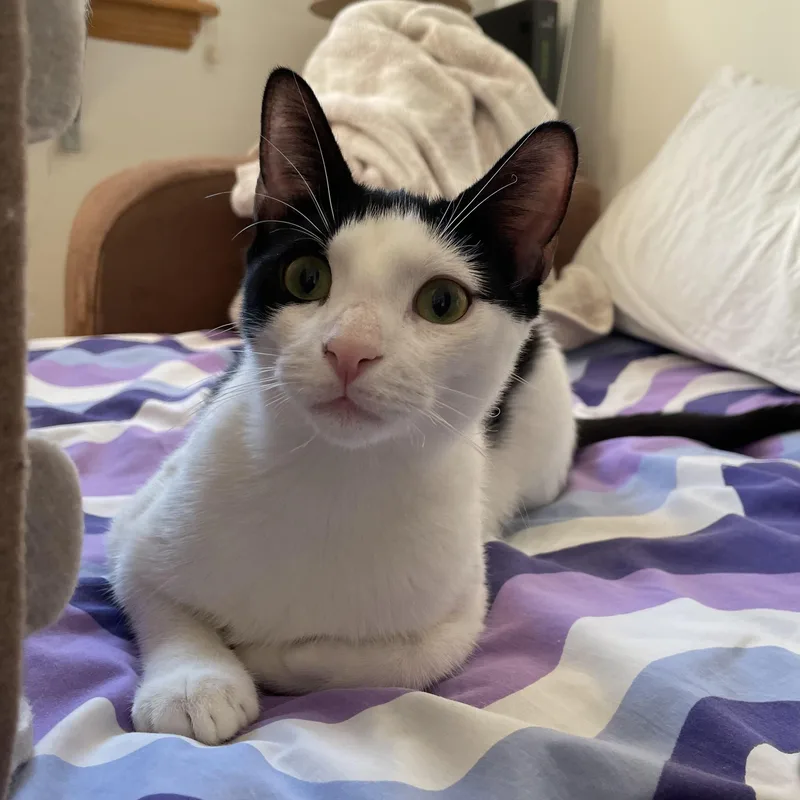 Chornychka  Dozia  thumbnail 3