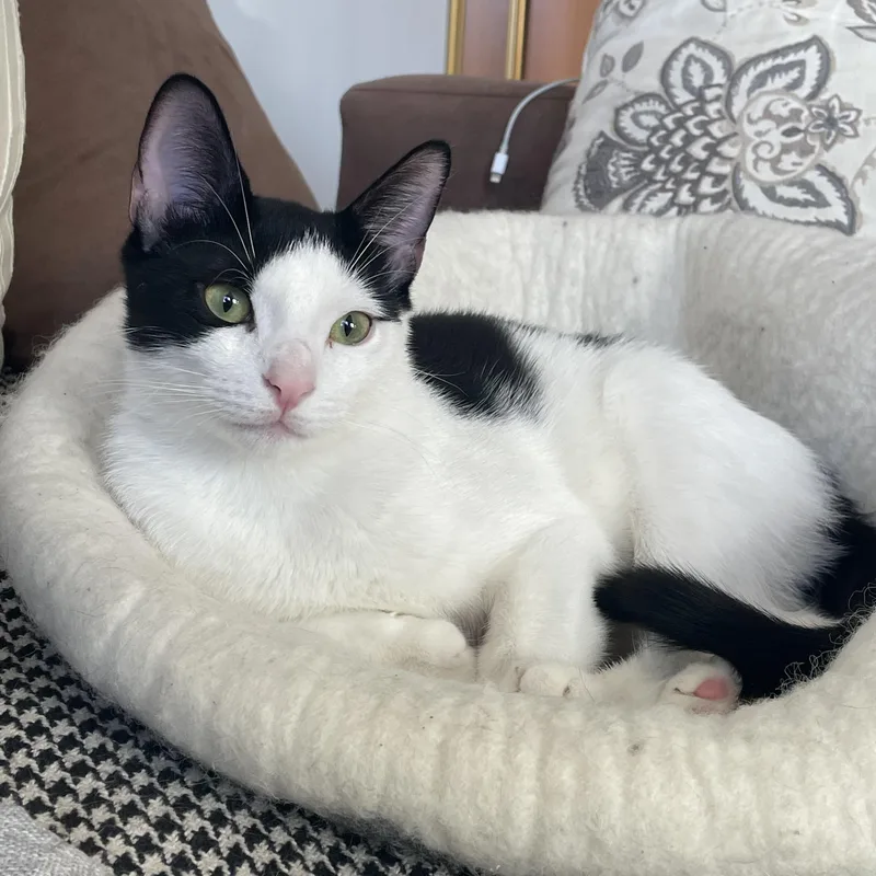 Chornychka  Dozia  thumbnail 4