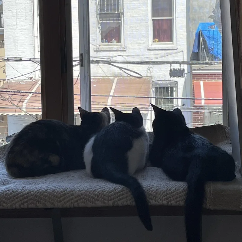 Chornychka  Dozia  thumbnail 5