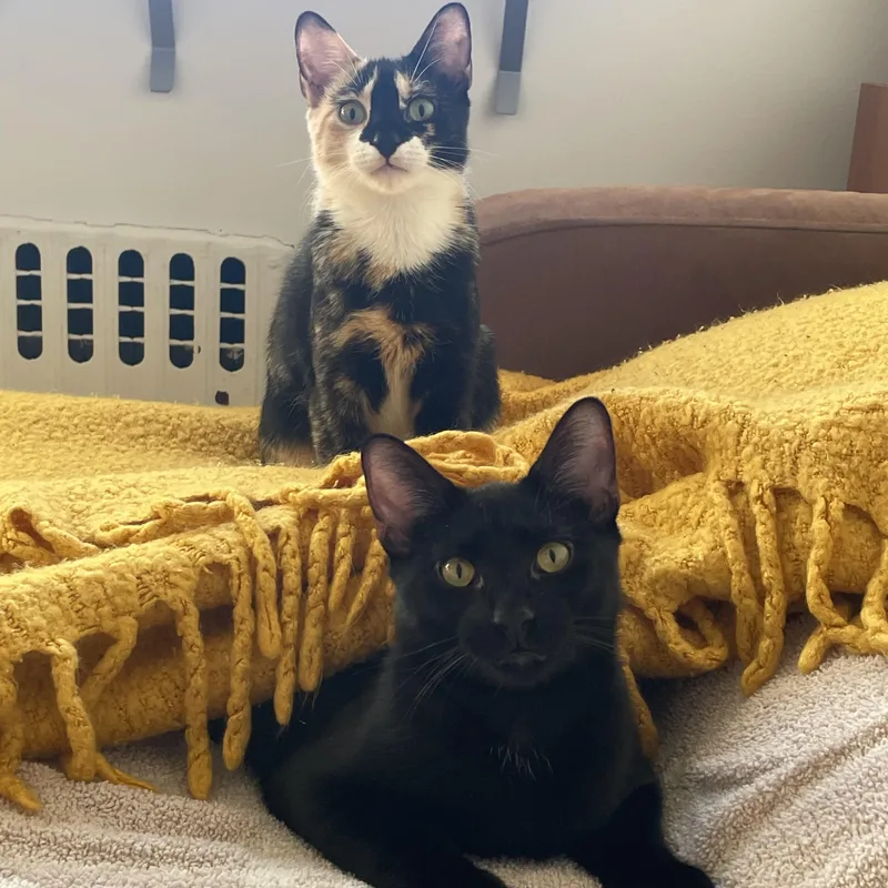 Chornychka  Dozia  thumbnail 6