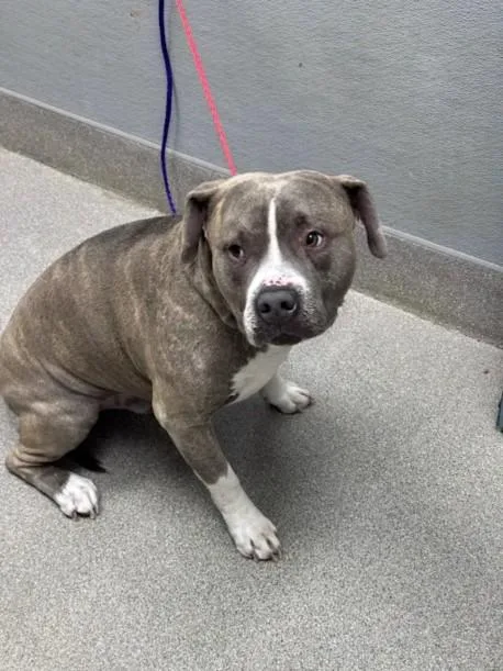 A young large-sized male Pit Bull Terrier dog named Hamilton for adoption in Las Vegas, NV